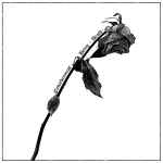 SPEGLAS - Endarkenment, Being & Death CD